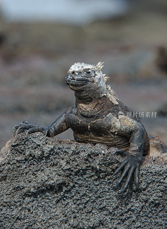 加拉帕戈斯海鬣蜥，Amblyrhynchus critatus, Punta Espinosa，费尔南迪纳岛;加拉帕戈斯群岛。姥。